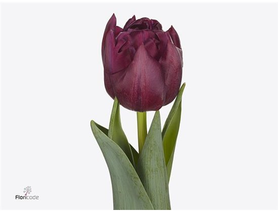 Tulipan Double Alison Bradley c4038