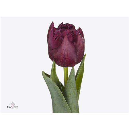 Tulipan Double Alison Bradley c4038