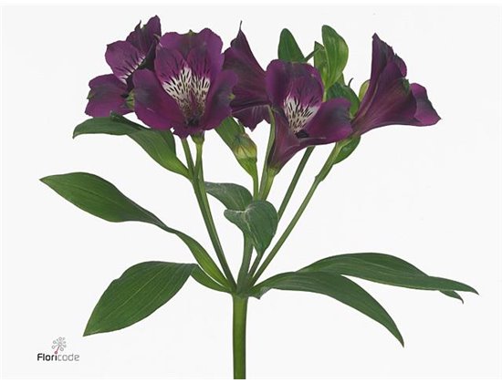 Alst.short Carline c20