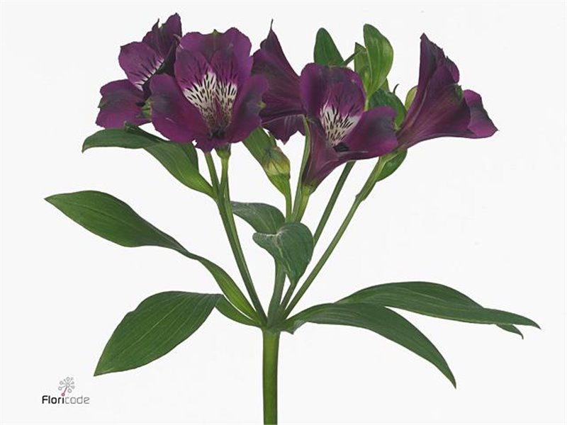 Alst.short Carline c20