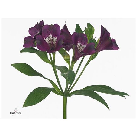 Alst.short Carline c20