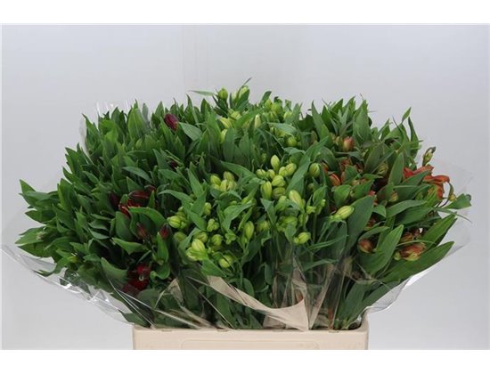 Alst.short Mixed in bucket c26