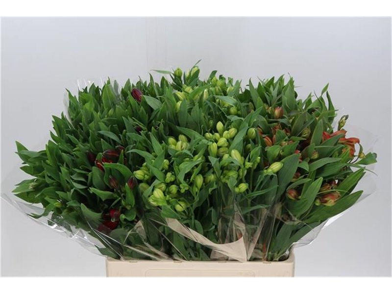 Alst.short Mixed in bucket c26