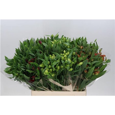 Alst.short Mixed in bucket c26