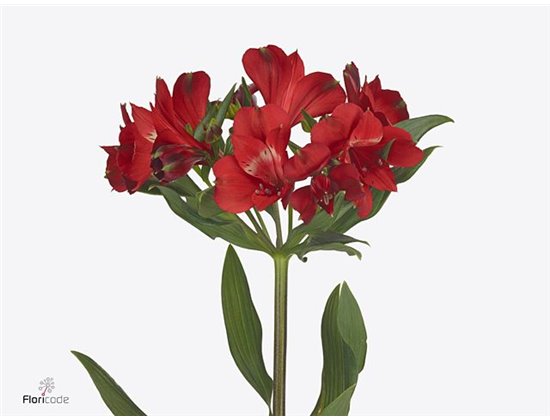 Alst.short Rockstar c27