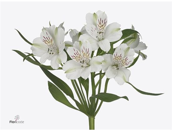 Alst.short Virginia c30