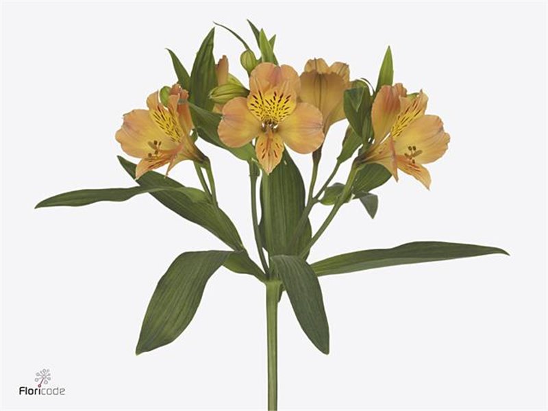 Alstromerija Aurora c32