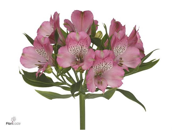 Alstromerija Avianna c36