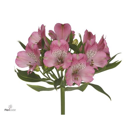 Alstromerija Avianna c36