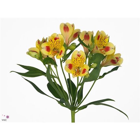 Alstromerija Bali c38