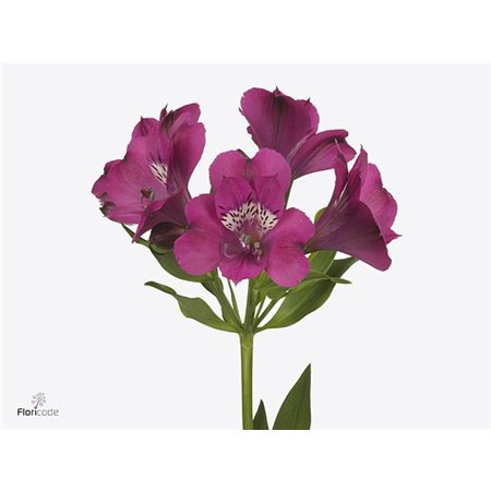 Alstromerija Casanova c41