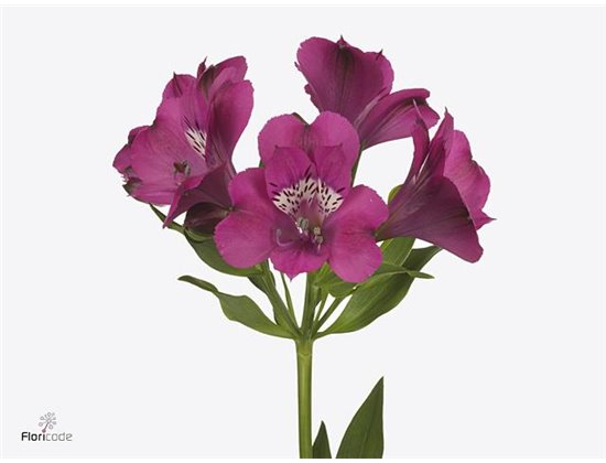 Alstromerija Casanova c42