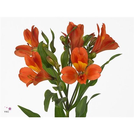 Alstromerija Dancing Queen c44