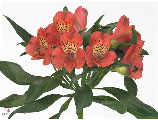 Alstromerija Dancing Queen c45