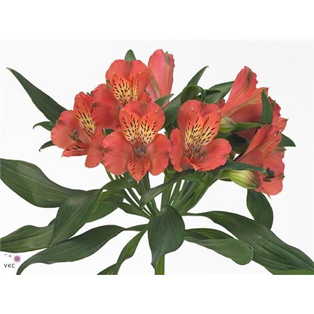 Alstromerija Estee c46