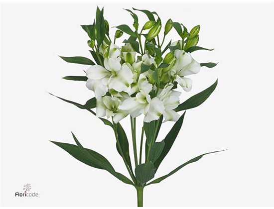 Alstromerija Fl Charme White c49