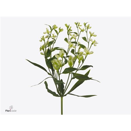 Alstromerija Fl Charmelia c51