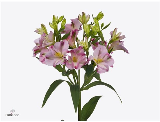 Alstromerija Fl Joy Ride c53