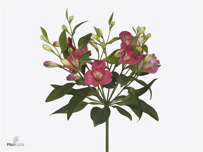 Alstromerija Fl Noa c55