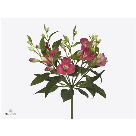 Alstromerija Fl Noa c56