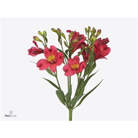 Alstromerija Fl Sangria c57
