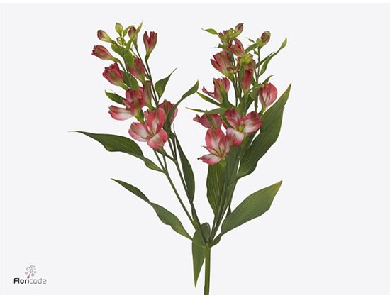 Alstromerija Fl Tinto c58