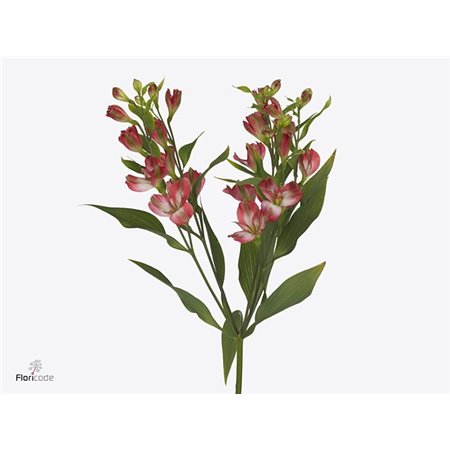 Alstromerija Fl Tinto c58