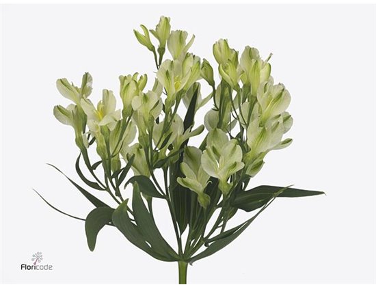 Alstromerija Fl White Pearls c59