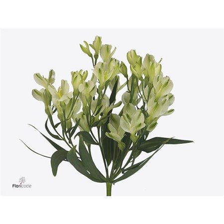 Alstromerija Fl White Pearls c59