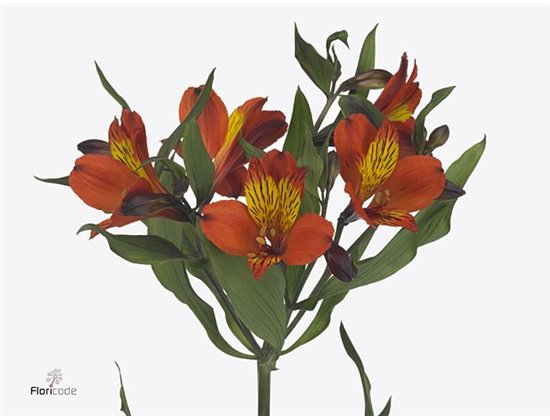 Alstromerija Fl White Pearls c62