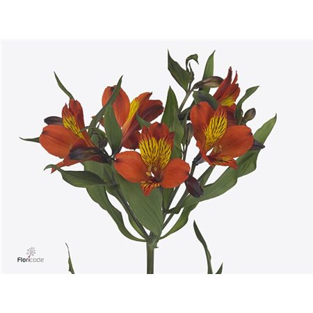 Alstromerija Fl White Pearls c62