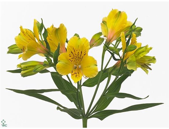Alstromerija Lemon c67