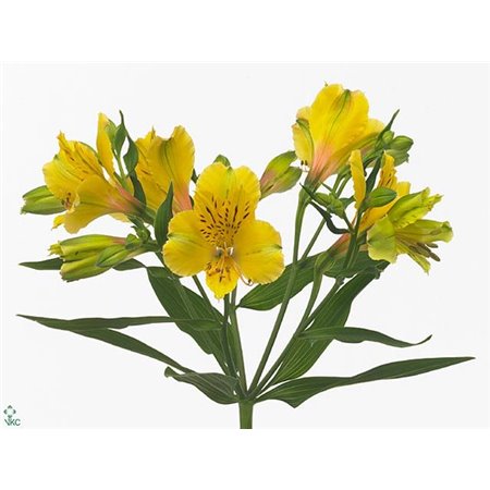 Alstromerija Lemon c67