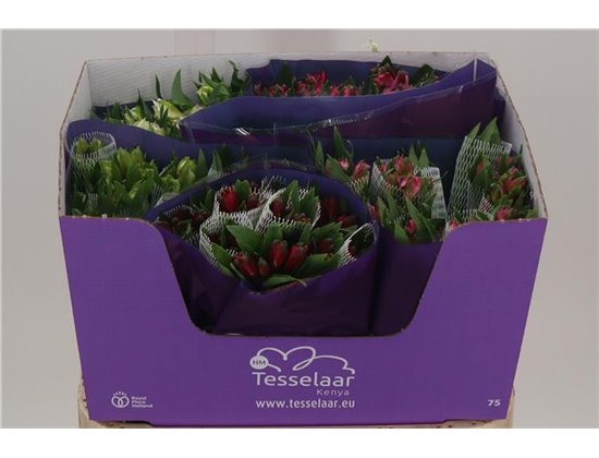 Alstromerija Mixed in bucket Import c68