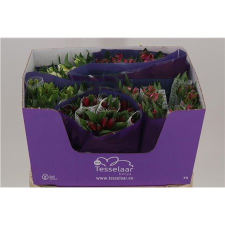 Alstromerija Mixed in bucket Import c68