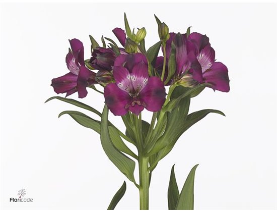 Alstromerija Mixed in bucket Import c69