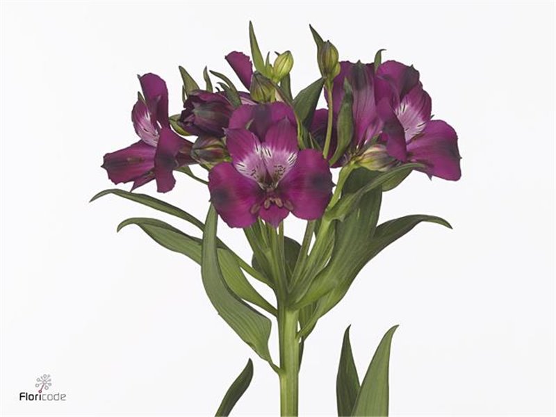 Alstromerija Mixed in bucket Import c69