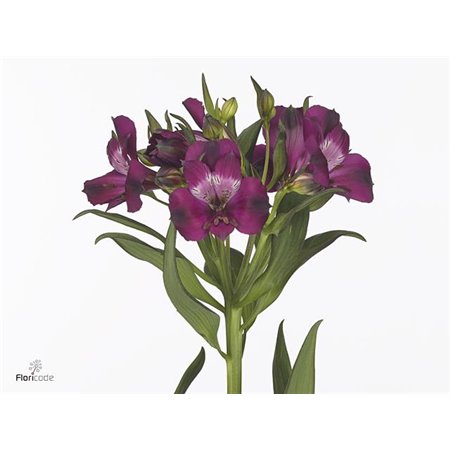 Alstromerija Mixed in bucket Import c69