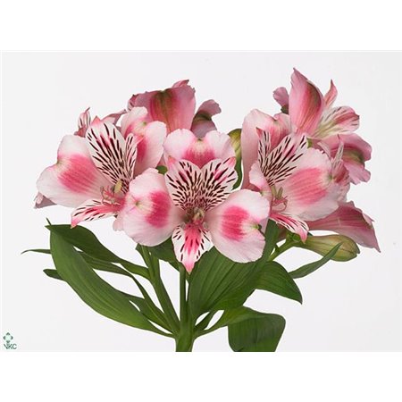 Alstromerija Panorama c72