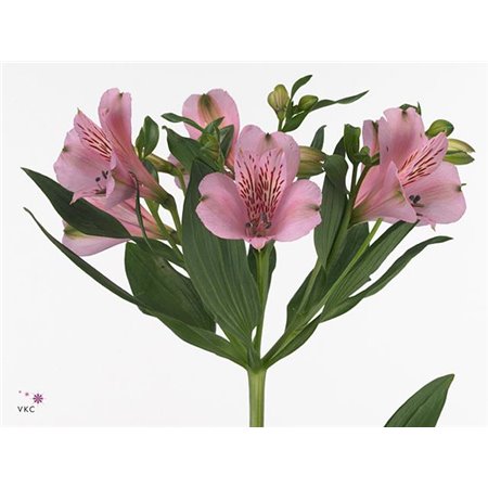 Alstromerija Pink Floyd c74