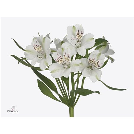 Alstromerija Virginia c81