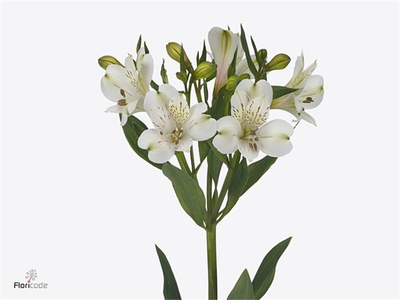 Alstromerija White Swan c82