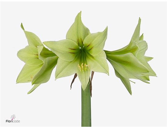 Amarilis Di Green Valley c84