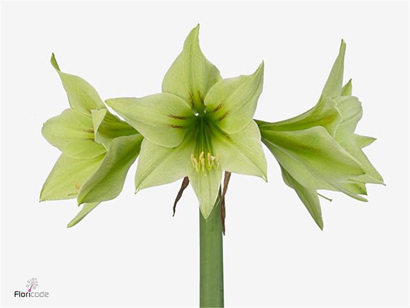 Amarilis Di Green Valley c84