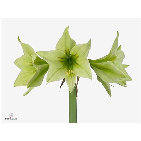 Amarilis Di Green Valley c84