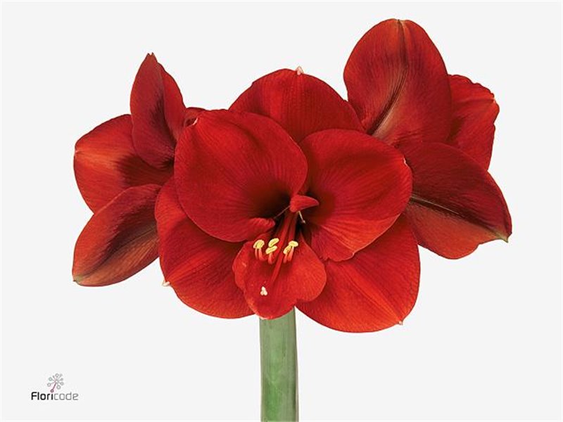 Amarilis Zz Ga Ferrari X3 c85