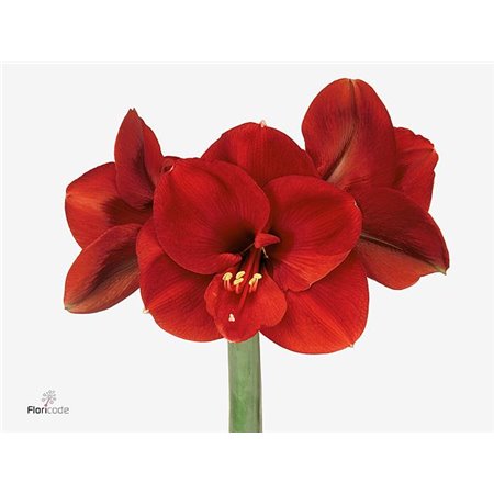 Amarilis Zz Ga Ferrari X3 c85