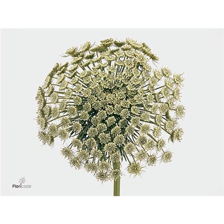 Amarilis Zz Ga Ferrari X3 c86