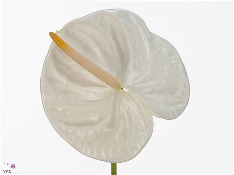 Anthurium A Acropolis c120
