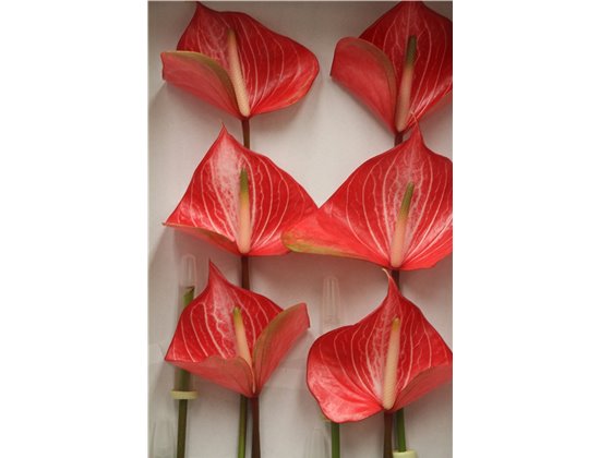 Anthurium A Caldonia c122